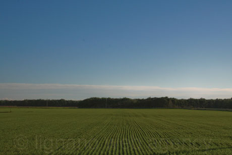 Agrikultur in bibione foto