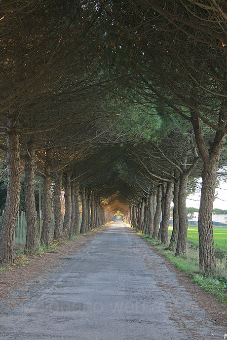 Strada verso bibione foto